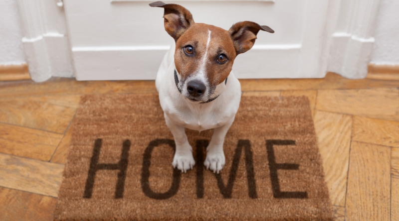 How to Make Your Home More Pet Friendly