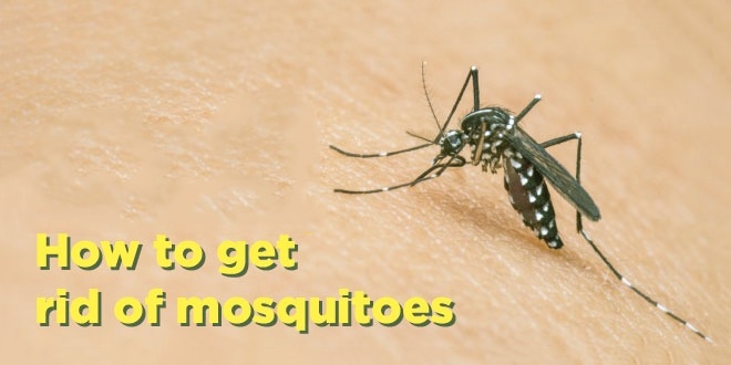 get rid of mosquitos