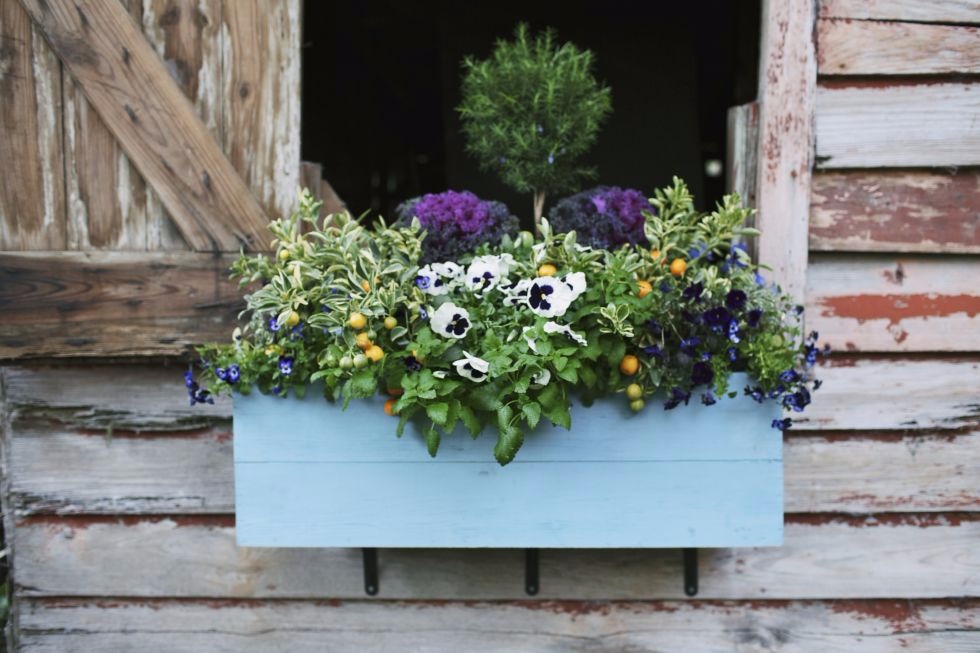 pansies in a blue window box