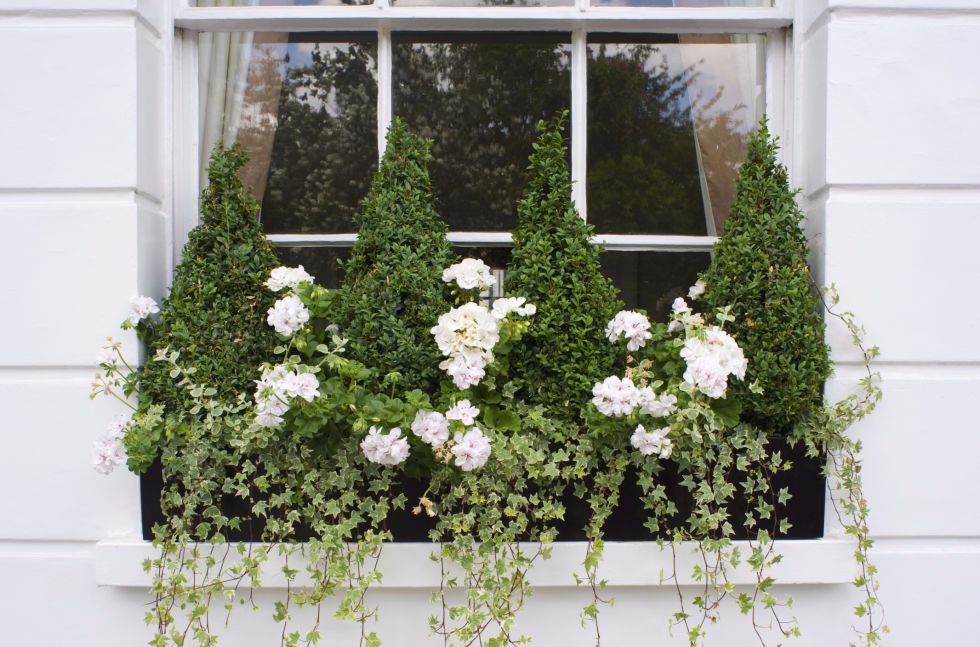 green plants in contrast with the white wall