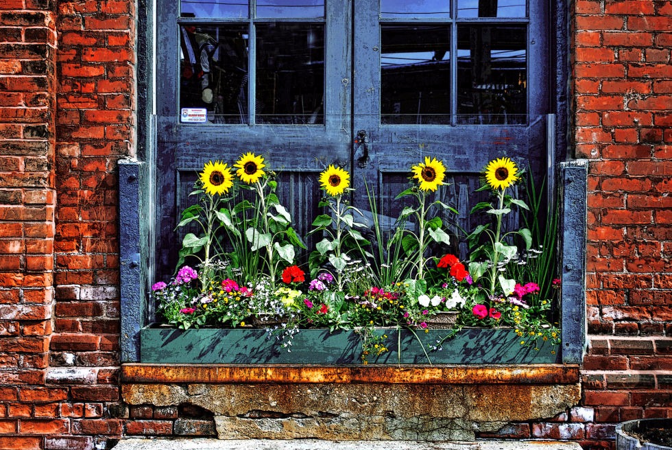 sunflowers in planter box