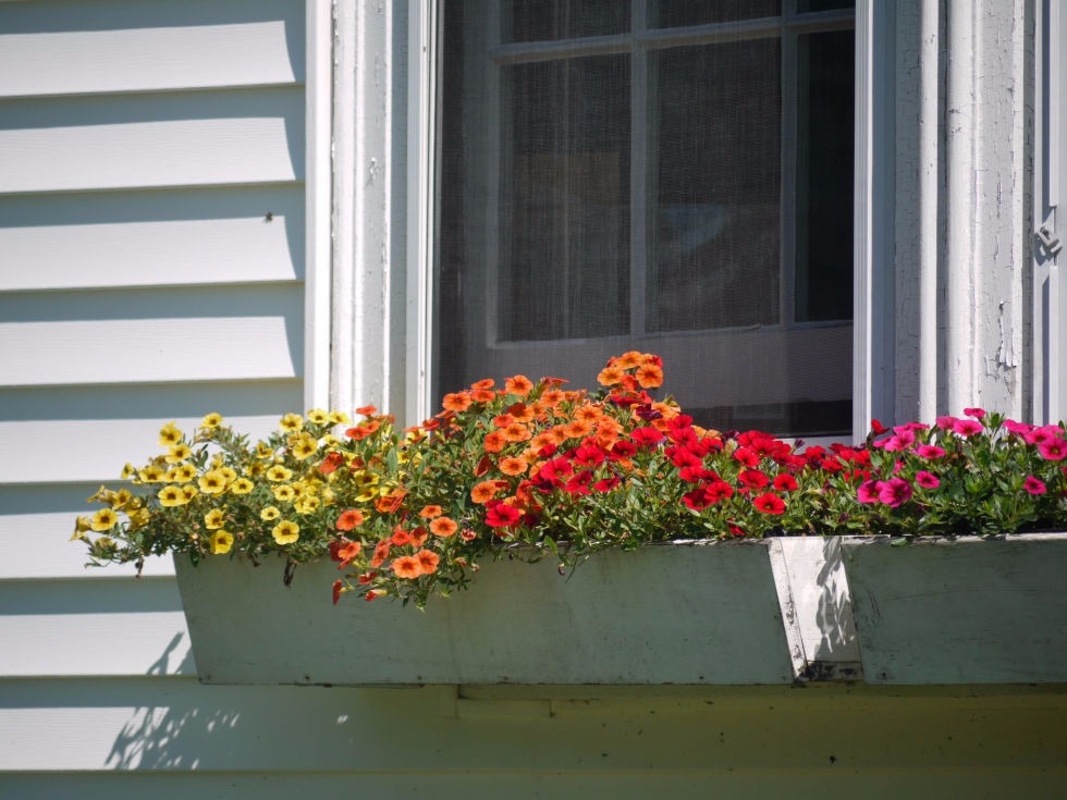 planters with flowers of the same type in a different gradient