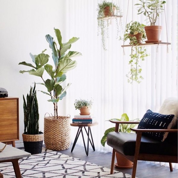 Houseplants in a corner