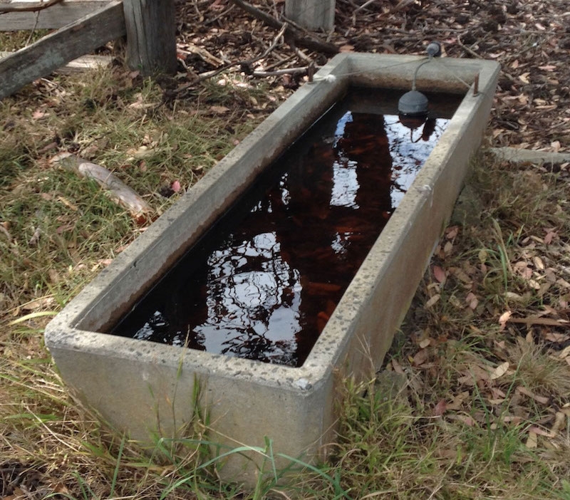 old tub containing dirty water outside on a grassy ground in the rainy season