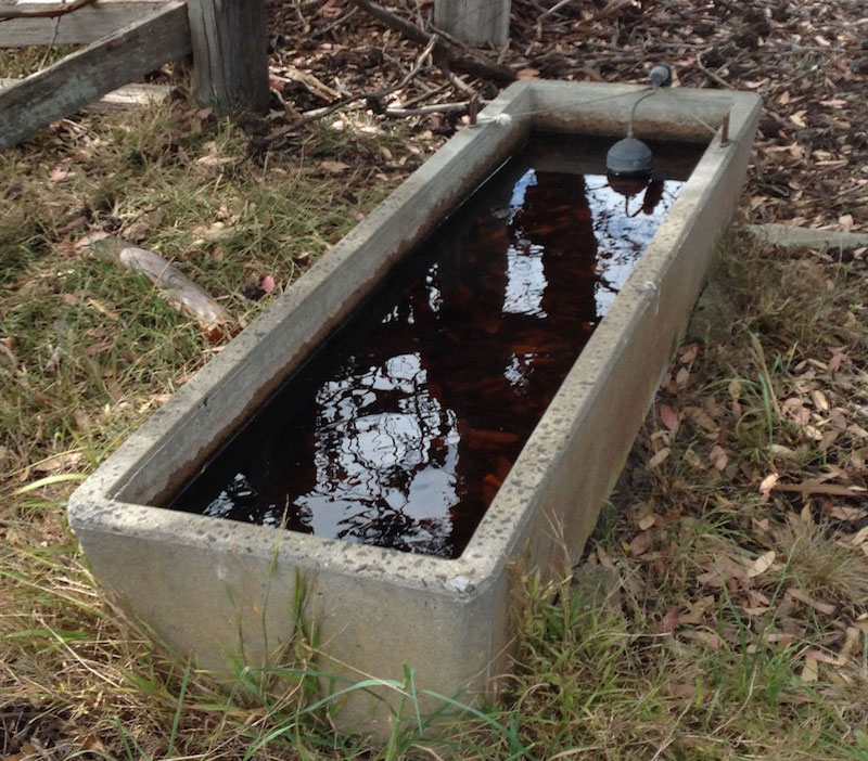 old tub containing dirty water outside on a grassy ground in the rainy season