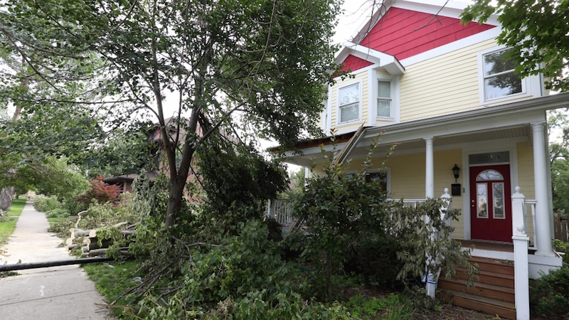 trees next to a home