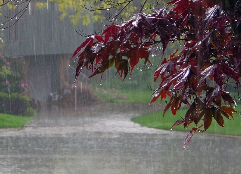 red leaves of a tree drenching in the rain