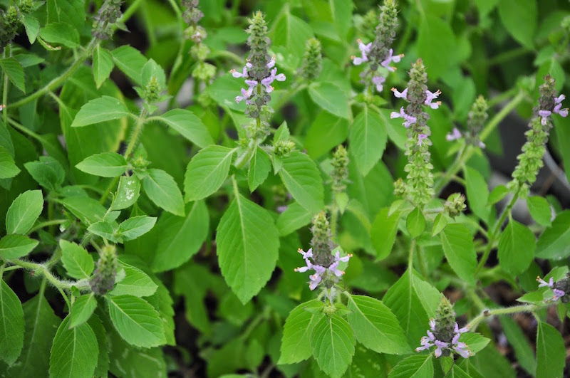 basil plant