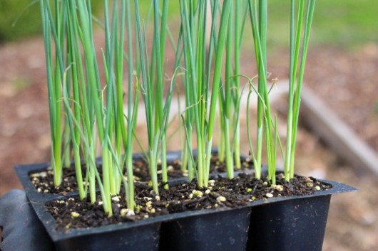 growing vegetables at home