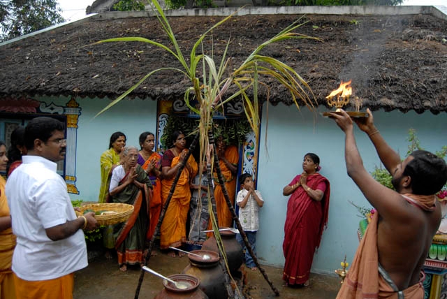 a family celebrating pongal