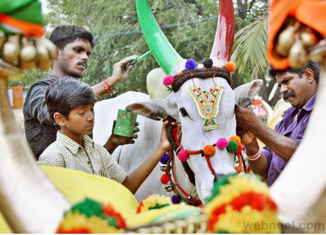 a man painting a bulls horn for jallikattu