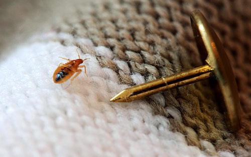 All You Need To Know About Bed Bugs: The HomeTriangle Guide