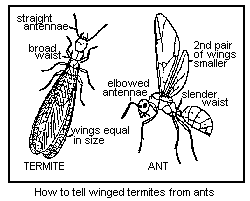 differenc between winged termite and ant