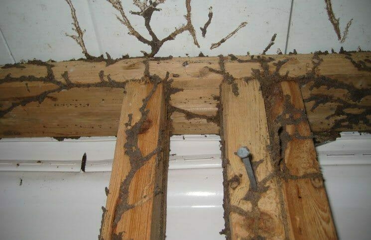 a termite infested wood frame