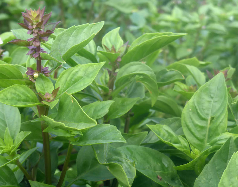 Holy Basil or Tulsi