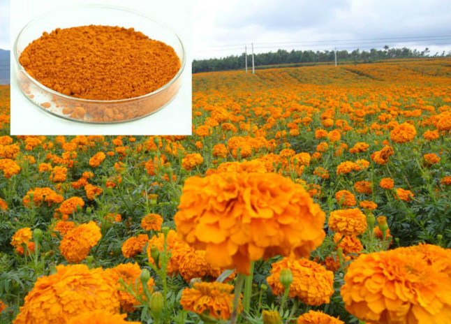  Marigold