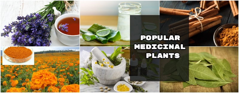 11 Popular Medicinal Plants You Must Know About