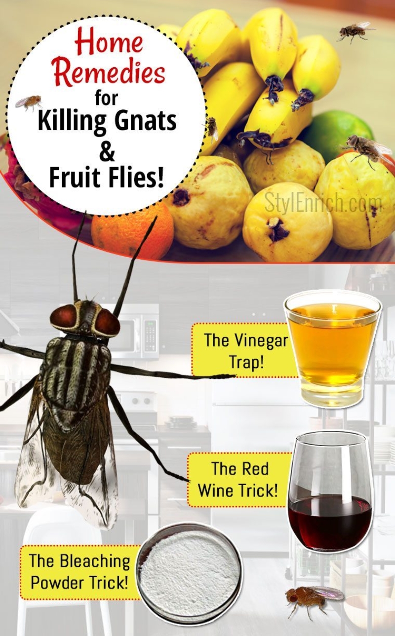 Want to know how to get rid of fruit flies and gnats in your house