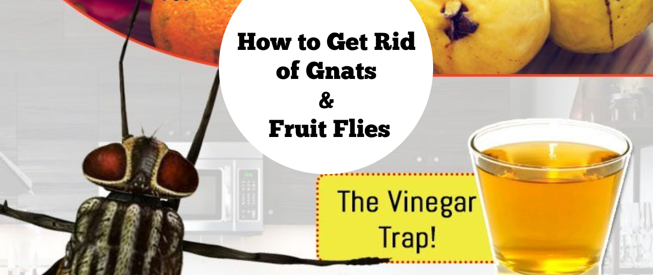 How To Get Rid Of Gnats Fruit Flies At Home Hometriangle