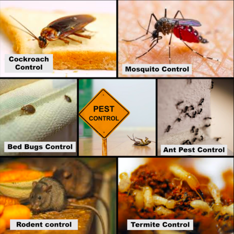 General pest control, cockroach control, rodent control, mosquito control, bedbug control, ant control, termite control