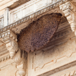 Honey Bee and Wasp Control in Ahmedabad