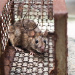 Rodent Control in Pune