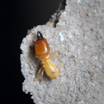 Termite Control in Delhi