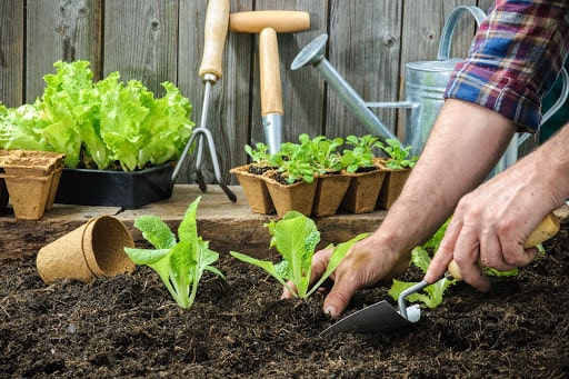 garden background