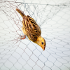 Bird Net in Mysore