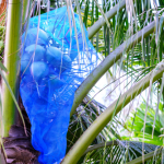 Coconut Tree Safety Net in Tirupati