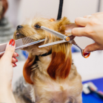 Deluxe Pet Grooming in Sri Satya Sai