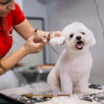 Puppy Grooming in Parvathipuram Manyam