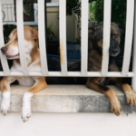 Deluxe Pet Boarding in Madanapalle