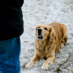 Basic Obedience Training in Sri Satya Sai