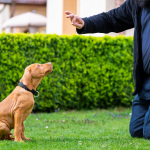 Puppy Training in Sri Satya Sai