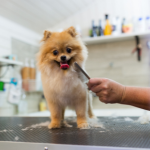 Basic Pet Grooming in Kolkata