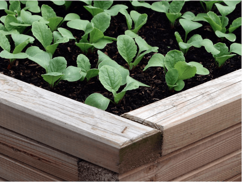 kitchen gardening plants