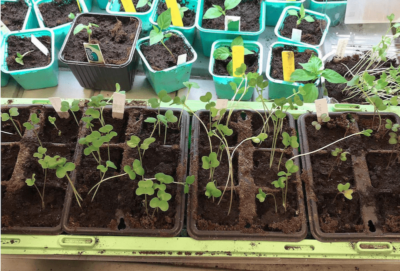 plants for kitchen garden