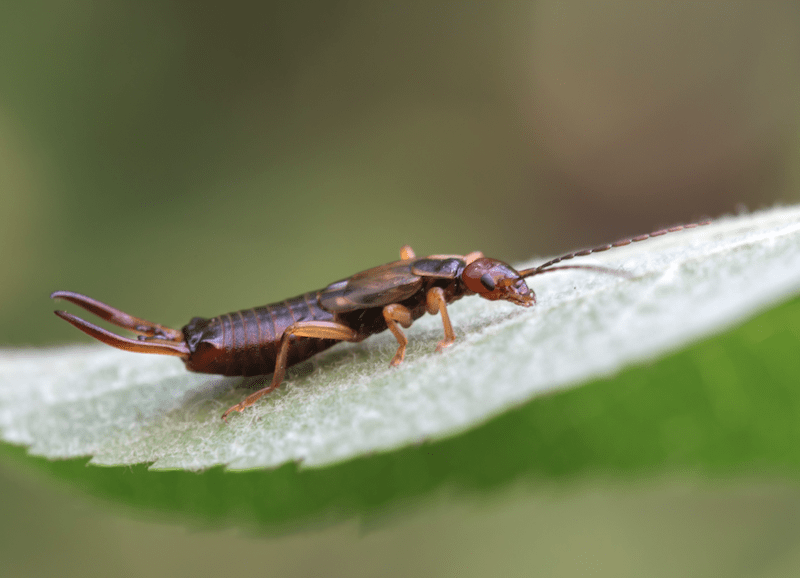 earwig on a leaf