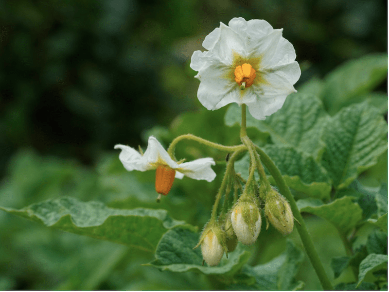 kitchen garden juhu