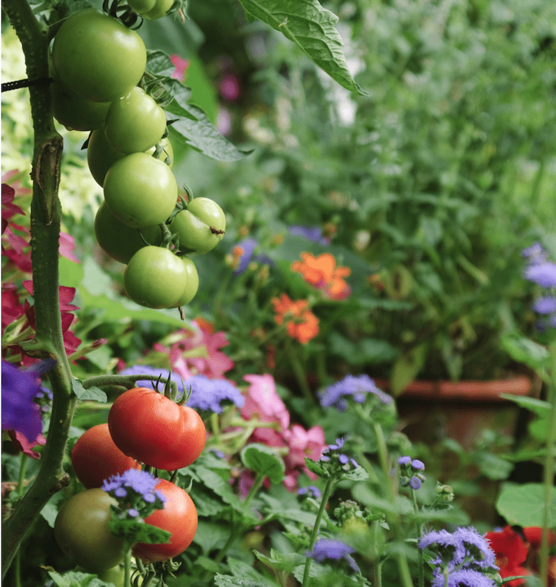 kitchen garden