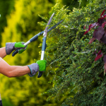 Tree Pruning and Trimming in Mysore