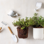 Kitchen Garden Setup in Bangalore