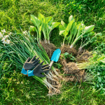 Seasonal Planting in Chennai