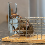 Rodent Control in Chennai