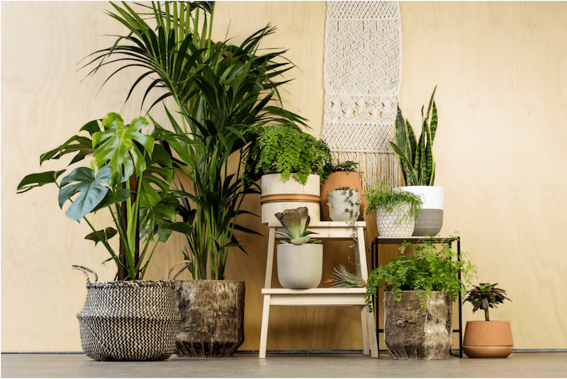 8 Indoor Plants Which Are Great For Your Health!