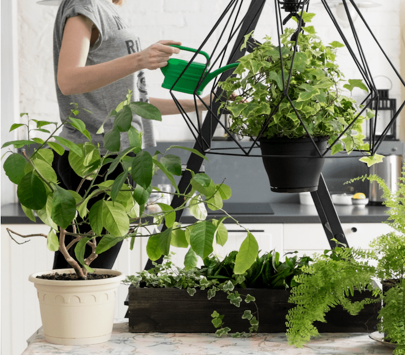 Indoor Plants for good health