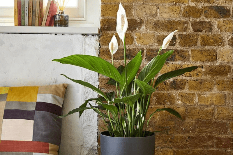 Peace Lily or Spathiphyllum Wallisii