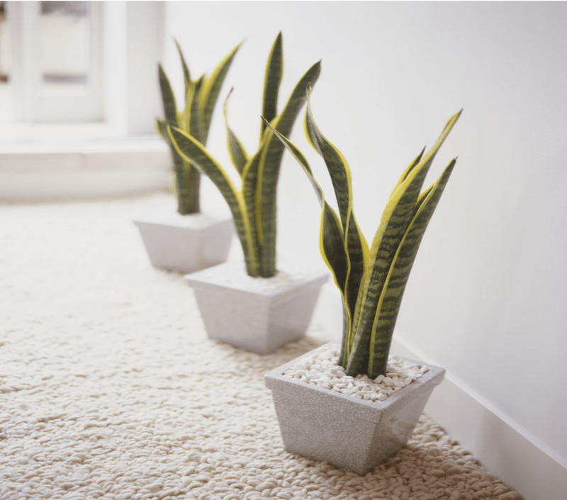 Snake Plant or Sansevieria trifasciata