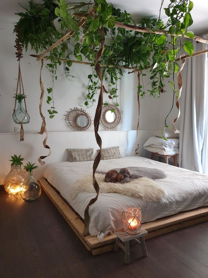 indoor plants for home